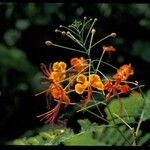 Caesalpinia pulcherrimaFlor