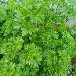 Petroselinum crispumLeaf