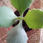 Kalanchoe millotii Φύλλο