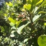 Arbutus andrachne Fruit