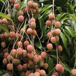 Litchi chinensis Fruto