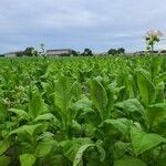 Nicotiana tabacum पत्ता