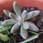 Pachyphytum kimnachii Leaf