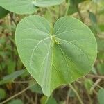 Abutilon exstipulare Leaf