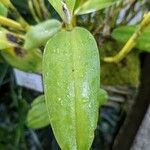 Guarianthe bowringiana Hoja