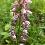 Orchis × spuria ফুল
