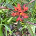 Euphorbia griffithii Hoja