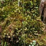 Cardamine oligosperma Habitat