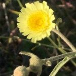 Andryala integrifolia 花