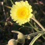 Andryala integrifolia Flower