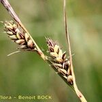 Carex buxbaumii Плід