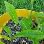 Canna x generalis Leaf