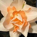Narcissus spp. Λουλούδι