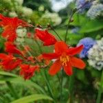 Crocosmia x crocosmiiflora Flor