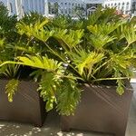 Philodendron pinnatifidum Leht