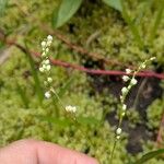 Persicaria punctata Lorea
