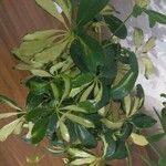 Schefflera arboricola List