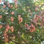 Koelreuteria paniculataFrucht