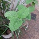 Plectranthus barbatus叶