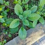 Borago officinalisDeilen