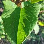 Reynoutria japonica Leaf