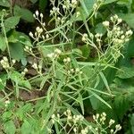 Achyrocline flaccida Hábito