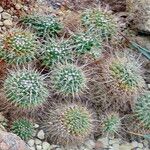 Mammillaria voburnensis 葉