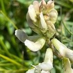 Astragalus australis Květ