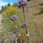 Allium atroviolaceum Habit