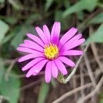 Onoseris alata Flower