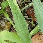 Eryngium yuccifolium Blatt