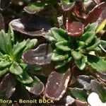 Iberis procumbens Natur