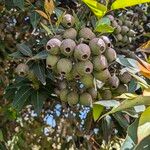 Corymbia ficifolia Vrucht