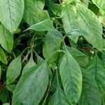 Psychotria nigra Leaf