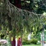 Picea abies অভ্যাস