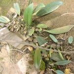 Bulbophyllum saltatorium Habit