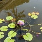 Nymphaea nouchali 花