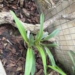 Zygopetalum maculatum Hoja