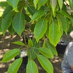 Handroanthus heptaphyllus ഇല
