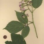 Rubus silvaticus Flor