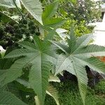 Ricinus communisЛист