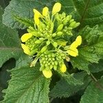 Sinapis arvensis Fula