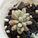 Sedum pachyphyllum Liść