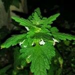 Lamium bifidum Flower
