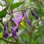 Solanum dulcamara Flower