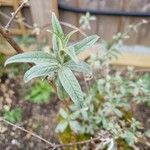 Buddleja albiflora Ліст