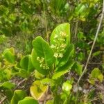 Chrysobalanus icaco Fleur