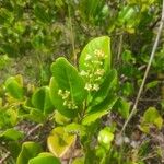 Chrysobalanus icaco Flor