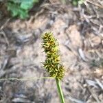 Carex cuprina Flower