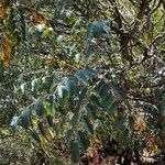 Marcetella moquiniana Likasa